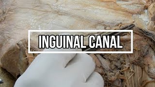 Inguinal Canal [upl. by Fae]