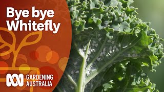 Control whitefly with this threepronged attack  Pest and disease control  Gardening Australia [upl. by Ydnew]