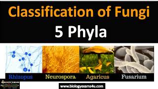 Fungi Classification  5 Phyla with examples fungi biologyexams4u [upl. by Rocray]