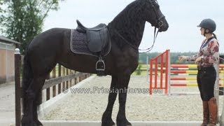 Friesian horse dressage mare with very long mane and tail [upl. by Yecats]