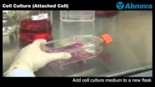 Cell Culture Attached Cell [upl. by Airla90]