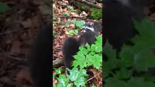 What Sound Do Raccoons Make  Raccoon Chittering [upl. by Anirtal97]