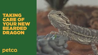 How to  Bearded Dragon and Reptile Care Petco [upl. by Akimik]