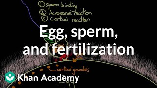 Egg sperm and fertilization  Behavior  MCAT  Khan Academy [upl. by Ahsaya51]