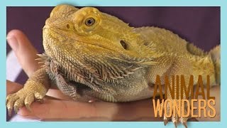 Bearded Dragons What Where How [upl. by Clarance]