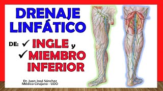 🥇 DRENAJE LINFÁTICO DE INGLE y MIEMBRO INFERIOR ¡Explicación Sencilla [upl. by Nahrut]