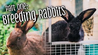 Part 1 How to breed rabbits  telling the difference between bucks amp does [upl. by Azeel]