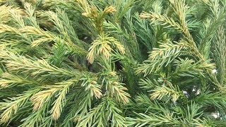 Cryptomeria Japonica ‘Globosa [upl. by Euqinmod]