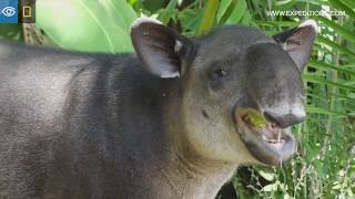 Rare Bairds Tapir Sighting  Costa Rica amp Panama  Lindblad ExpeditionsNational Geographic [upl. by Montana829]