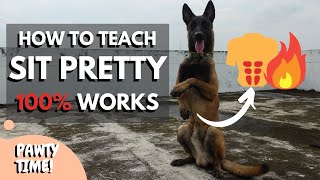 Teach Your Dog To Sit Pretty  Still Cant Sit Pretty Try This Method [upl. by Duj]