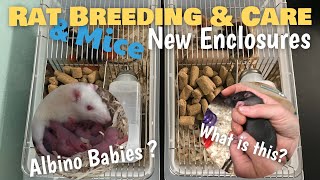 Rat amp Mice Breeding and Care  Setting Up New Mice Enclosures  Rat Colony Updates [upl. by Naujat822]