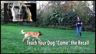 Teach Your Dog to COME the Recall  Robert Cabral Dog Training 12 [upl. by Icram915]