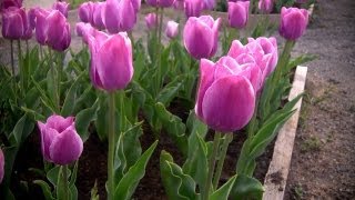 How to Grow Tulips  At Home With P Allen Smith [upl. by Farleigh]