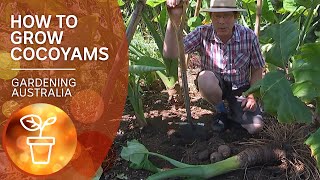 Cocoyams – grow propagate and harvest a warmclimate alternative to spuds  Gardening Australia [upl. by Ekul61]