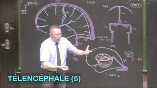 Anatomie de la vascularisation cérébrale Télencéphale 5  Neuroanatomie 12 [upl. by Ziana]