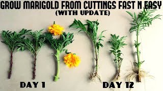 How to Grow Marigold From Cutting Fast N Easy With Update Video [upl. by Edwyna190]