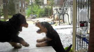 Airedale Terrier Puppies [upl. by Hobbie]