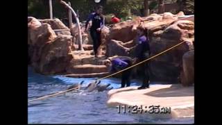 Dolphin Show Sea World San Diego [upl. by Fanchet]