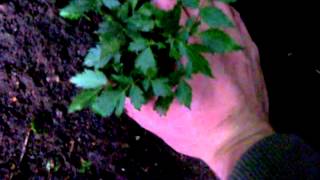 How to grow Astilbe  Gardening 101 by Dr Greenthumb [upl. by Catima]