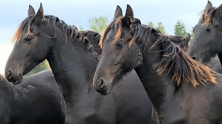 A few days amoung the Friesian Horses [upl. by Innavoig]