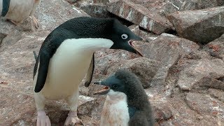 Adélie Penguins Paulet Island Antarctica [upl. by Alioz800]