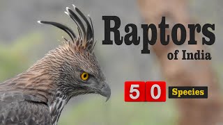 50 Raptors of India  Top Birds of Prey  Documentary on birds [upl. by Iliam20]