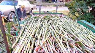 Making Sorghum Molasses From Field to the Jar [upl. by Aynotak]