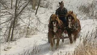 The Modern Horse Loggers of Minnesota [upl. by Ellerd]