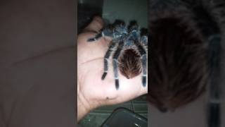 Lasiodora parahybana cf [upl. by Elumas147]