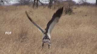 Secretary Bird hunts for then finds kills and eats a snake in Tanzania  in 1 minute [upl. by Egas]