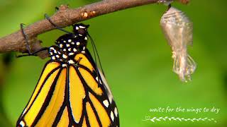 Butterfly Metamorphosis  How Caterpillars Turn Into Butterflies [upl. by Doraj689]