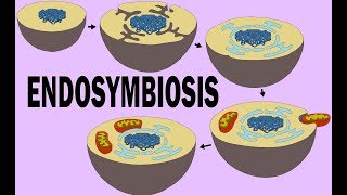 ENDOSYMBIOSIS [upl. by Emylee373]