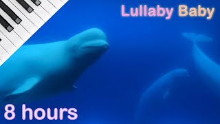 ☆ 8 HOURS ☆ Relaxing PIANO amp UNDERWATER Sounds ♫ ☆ NO ADS ☆ Soothing Music with Beluga Whales [upl. by Sarina465]