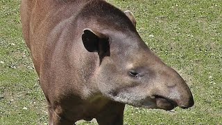 Brazilian Tapir [upl. by Atirys]