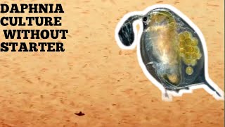 HOW TO CULTURE DAPHNIA NATURALLY WITHOUT A STARTER [upl. by Duyne]