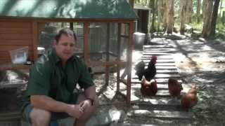 Worm Mite amp Lice All In One Treatment For Chickens amp Quail Ivermectin [upl. by Ailev]