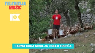 FARMA KOKA NOSILJA U SELU TREPČA [upl. by Krid]