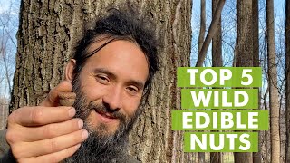 Top 5 Wild Edible Nuts to Forage [upl. by Jerold]