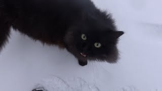 Fluffy black cat cute meows [upl. by Yrbua]