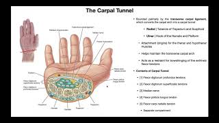 Anatomy amp Contents of the Carpal Tunnel [upl. by Lunnete45]