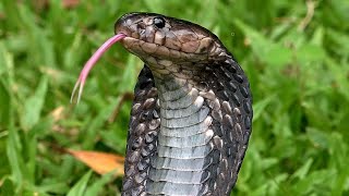 Equatorial Black Spitting Cobra Singapore Nature 2020 [upl. by Kinelski]