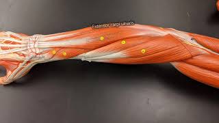 Muscles of the Forearm [upl. by Irual]