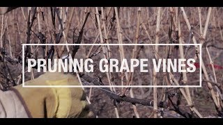 50 Years of Perfect Grapes [upl. by Anauq]