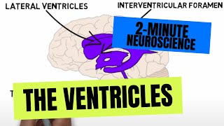 Neurology  Cerebrum Frontal Lobe Anatomy amp Function [upl. by Jaco]