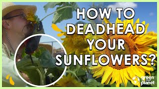 Deadhead Your Sunflowers [upl. by Aniala546]