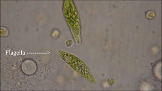 Euglena  The Flagellate [upl. by Elyac]