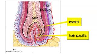 Hair Hair follicle and Nail Structure [upl. by Farnham]