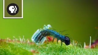 Baby Caterpillar Hatches from Tiny Butterfly Egg [upl. by Howlond]