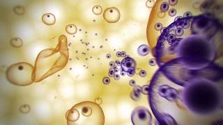 Malaria Lifecycle Animation [upl. by Yreffeg621]