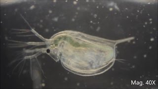 Daphnia magna under the Microscope [upl. by Otte54]